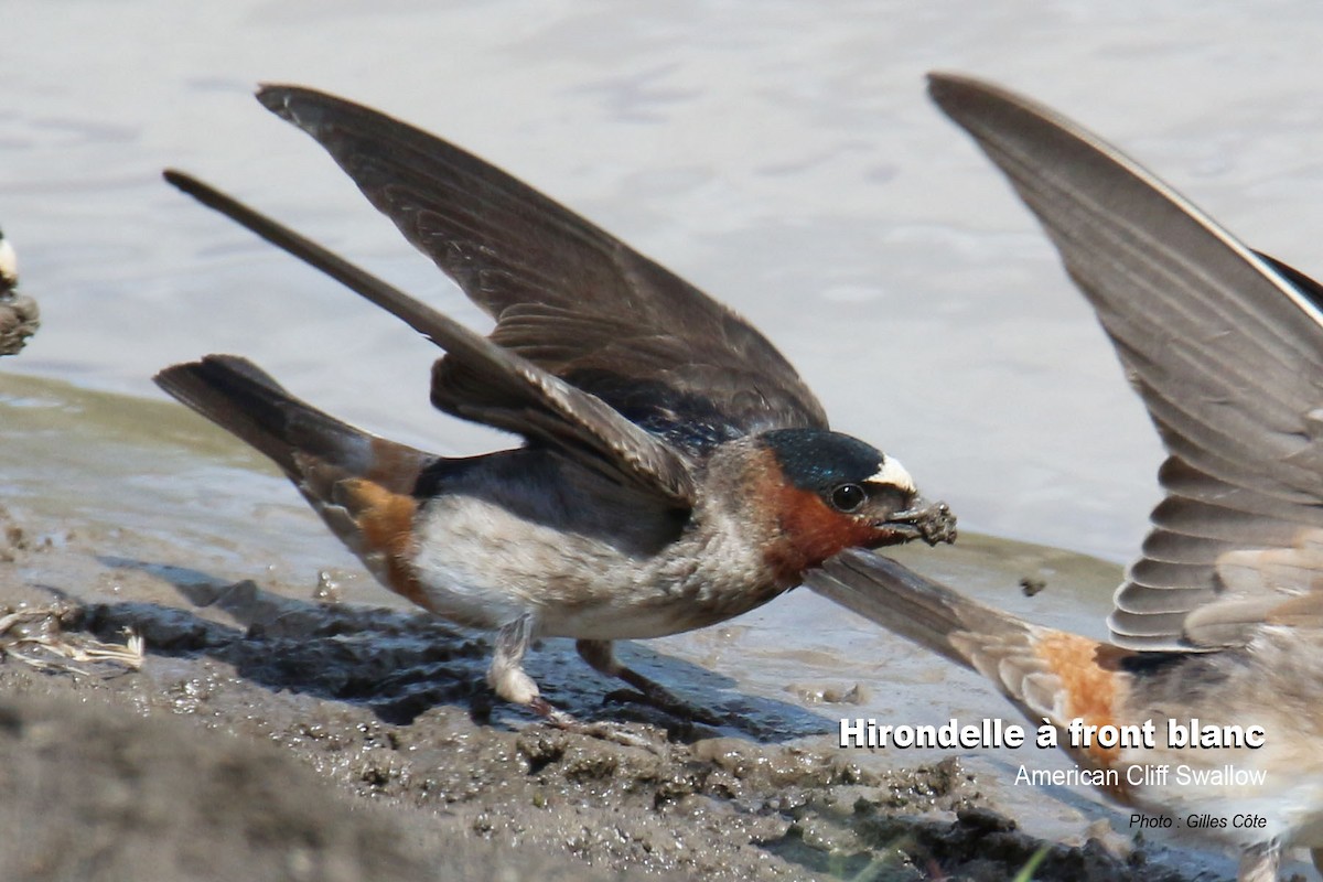 Cliff Swallow - ML308746721