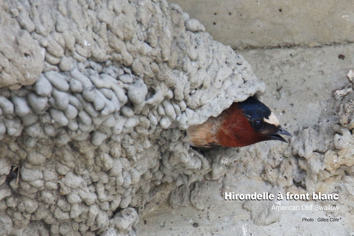 Cliff Swallow - ML308746731
