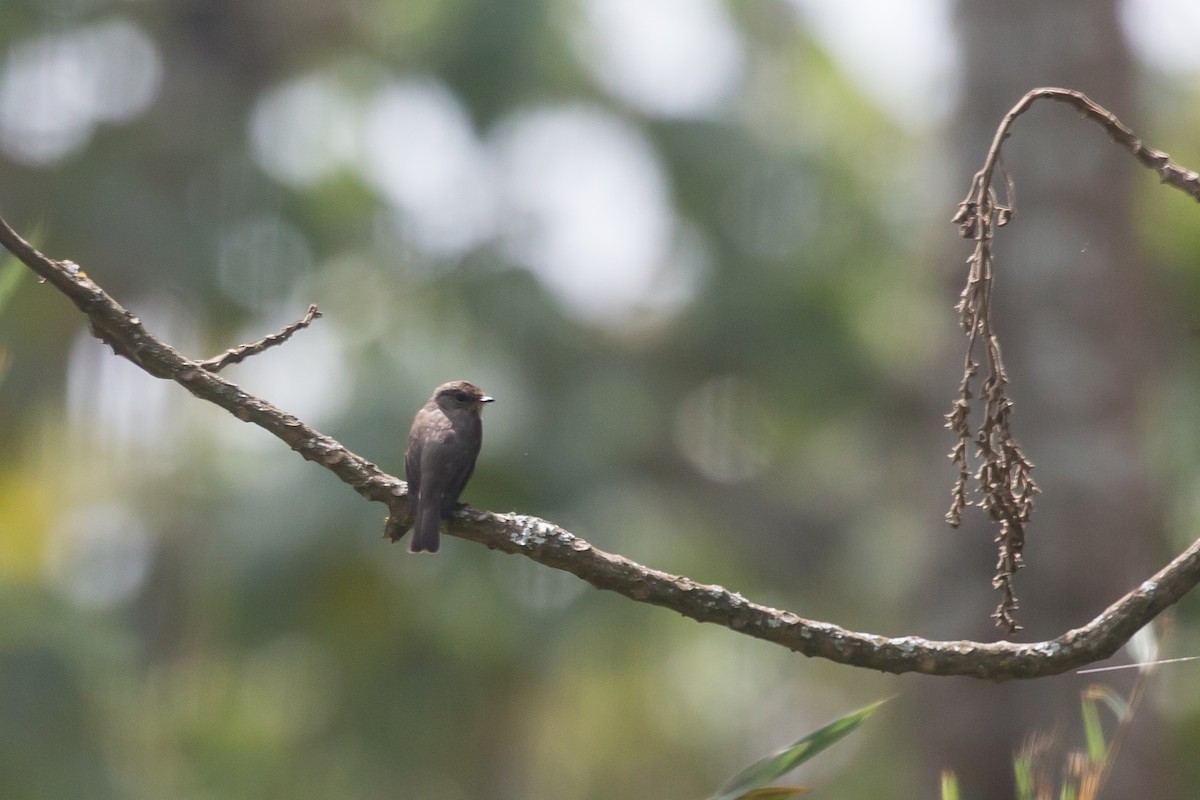 African Dusky Flycatcher - ML308746971