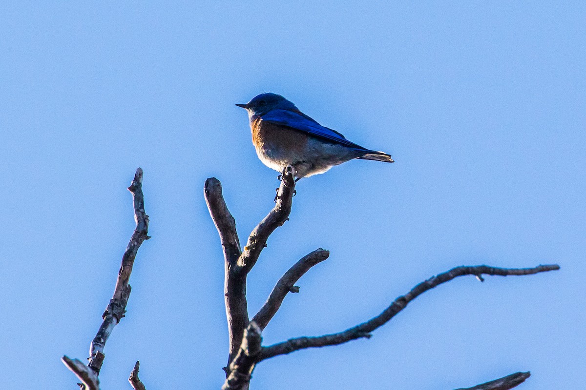 Western Bluebird - ML308747971