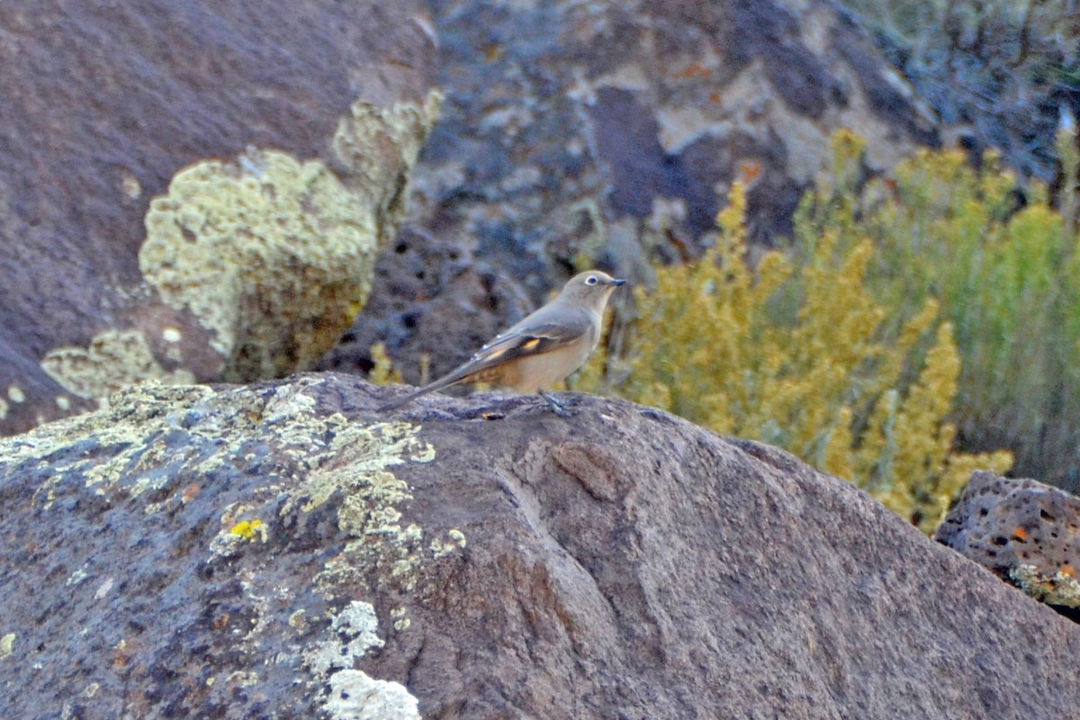 Townsend's Solitaire - ML308748041