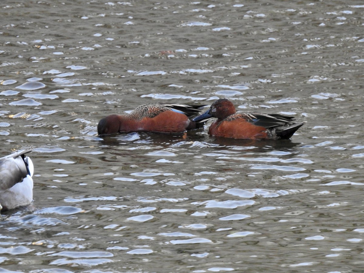 Cinnamon Teal - ML308749731