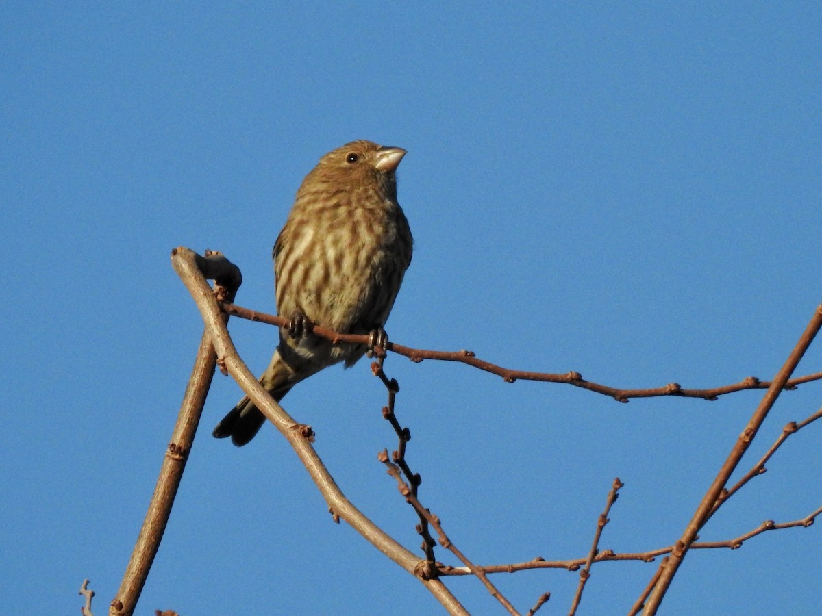 House Finch - ML308749741