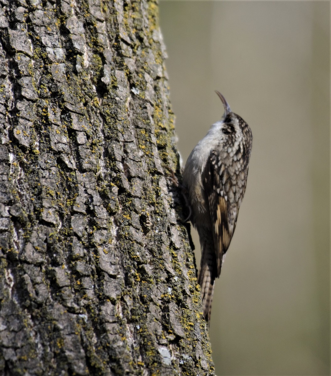 Bar-tailed Treecreeper - ML308750361