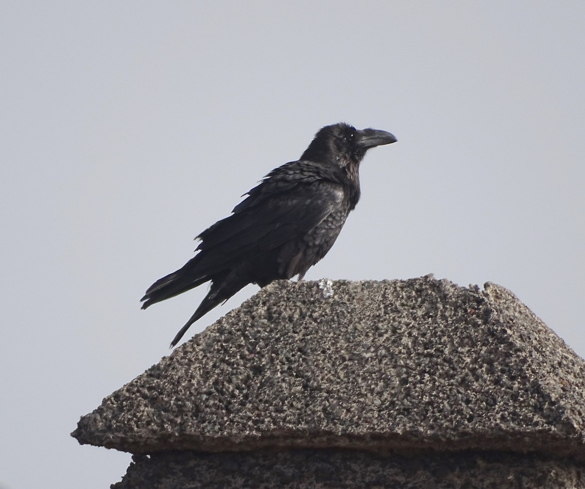 Grand Corbeau - ML308753321