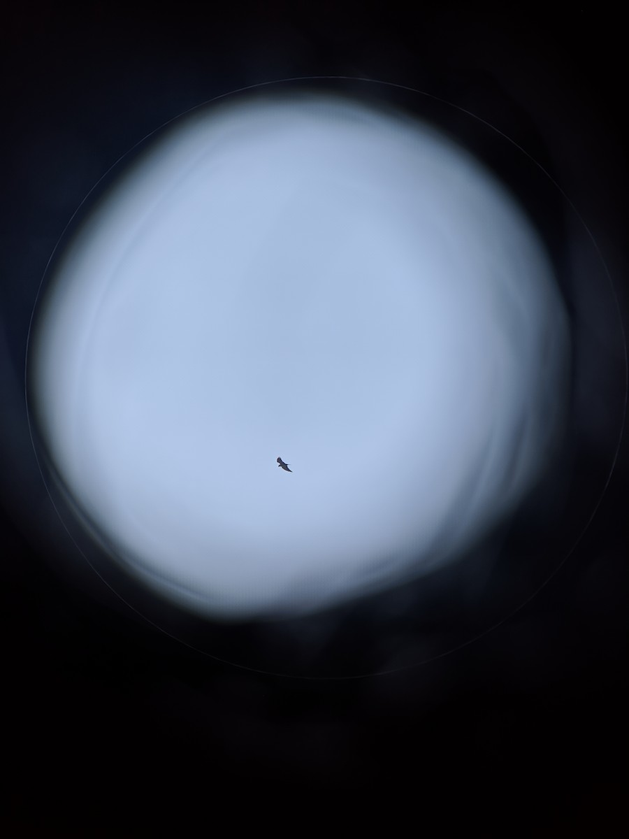 Plumbeous Kite - ML308754101