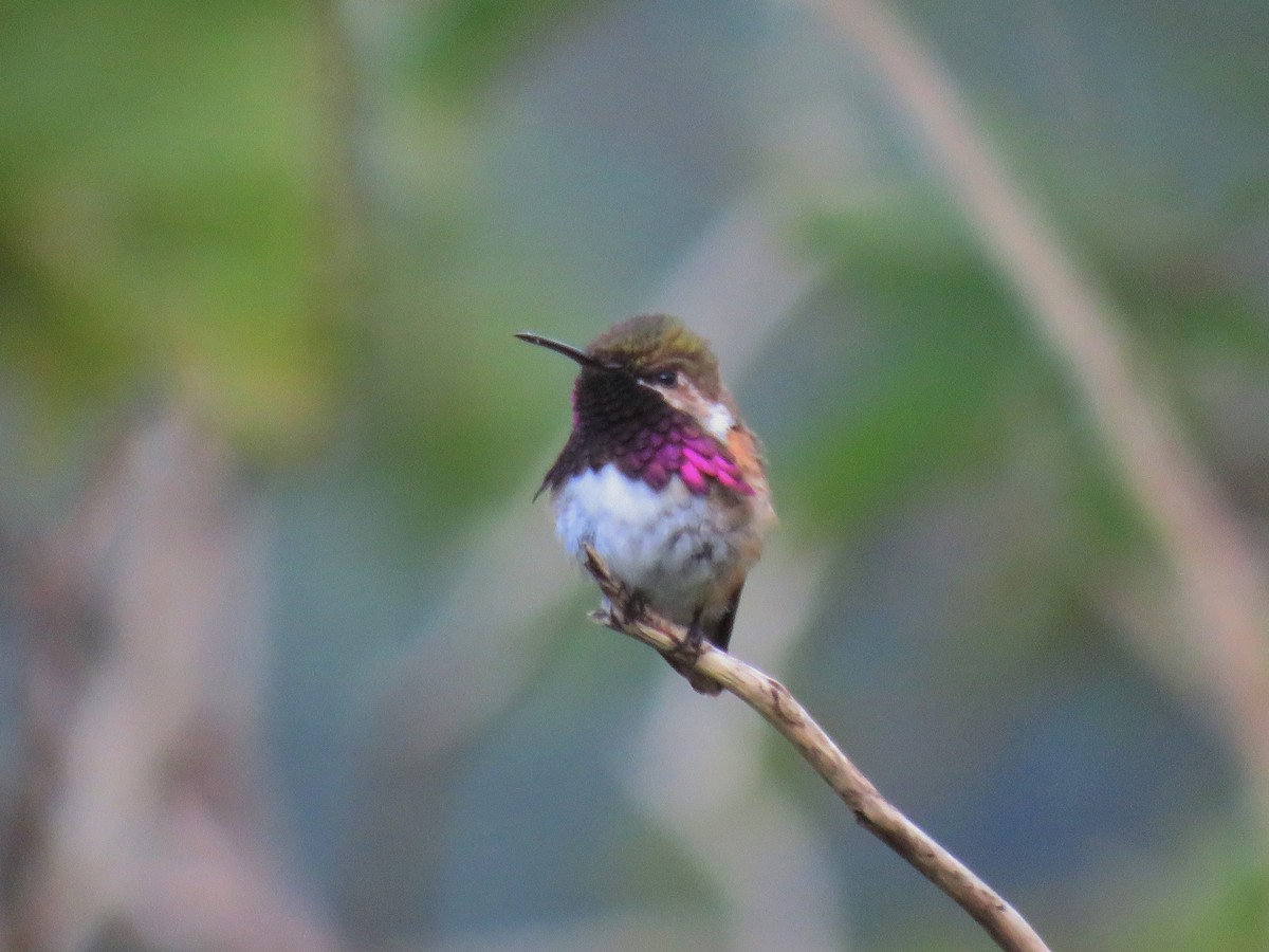 Wine-throated Hummingbird - ML308755861