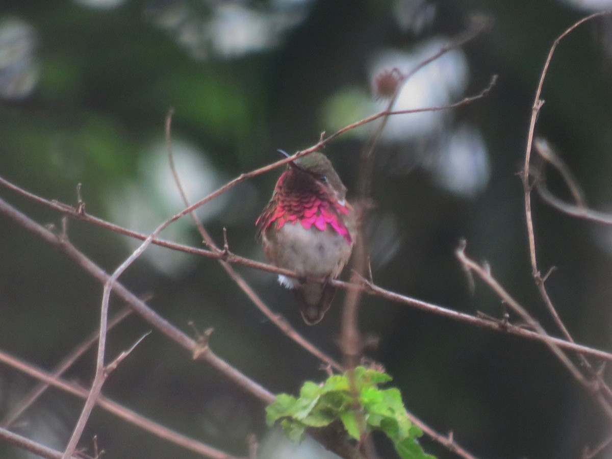 Wine-throated Hummingbird - ML308755931