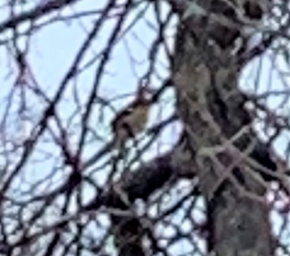 Black-headed Grosbeak - ML308758161
