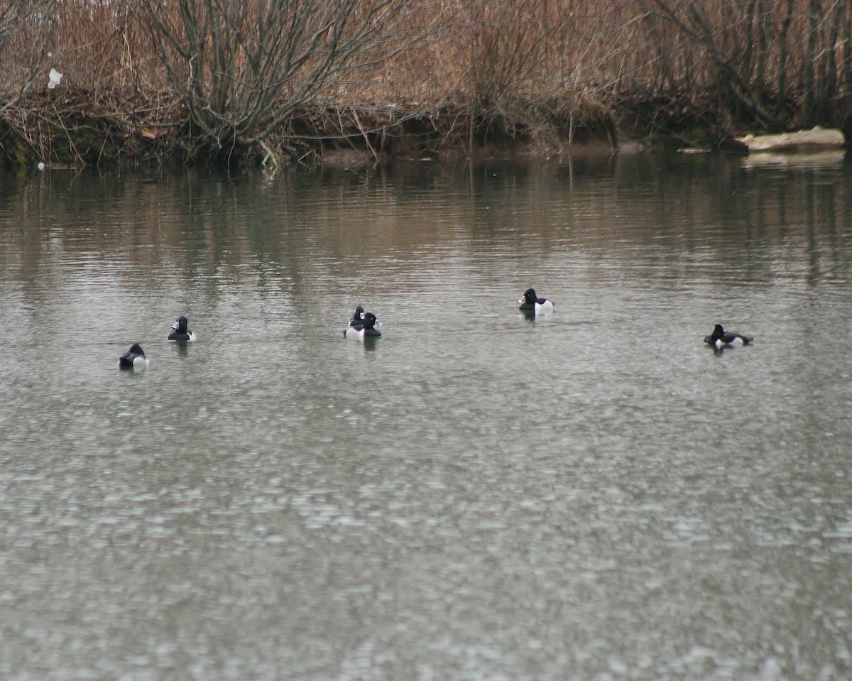 Ring-necked Duck - Ted Wilson