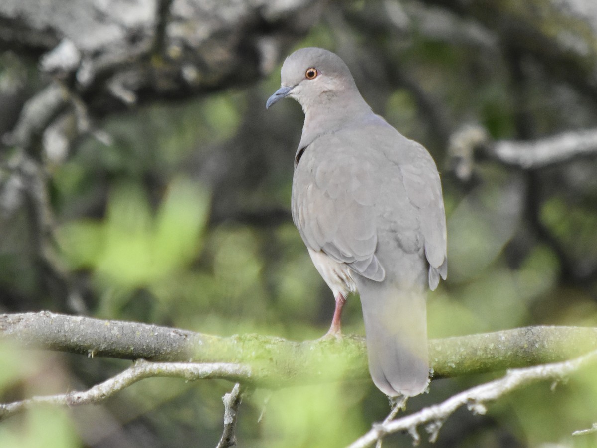 White-tipped Dove - ML308758961