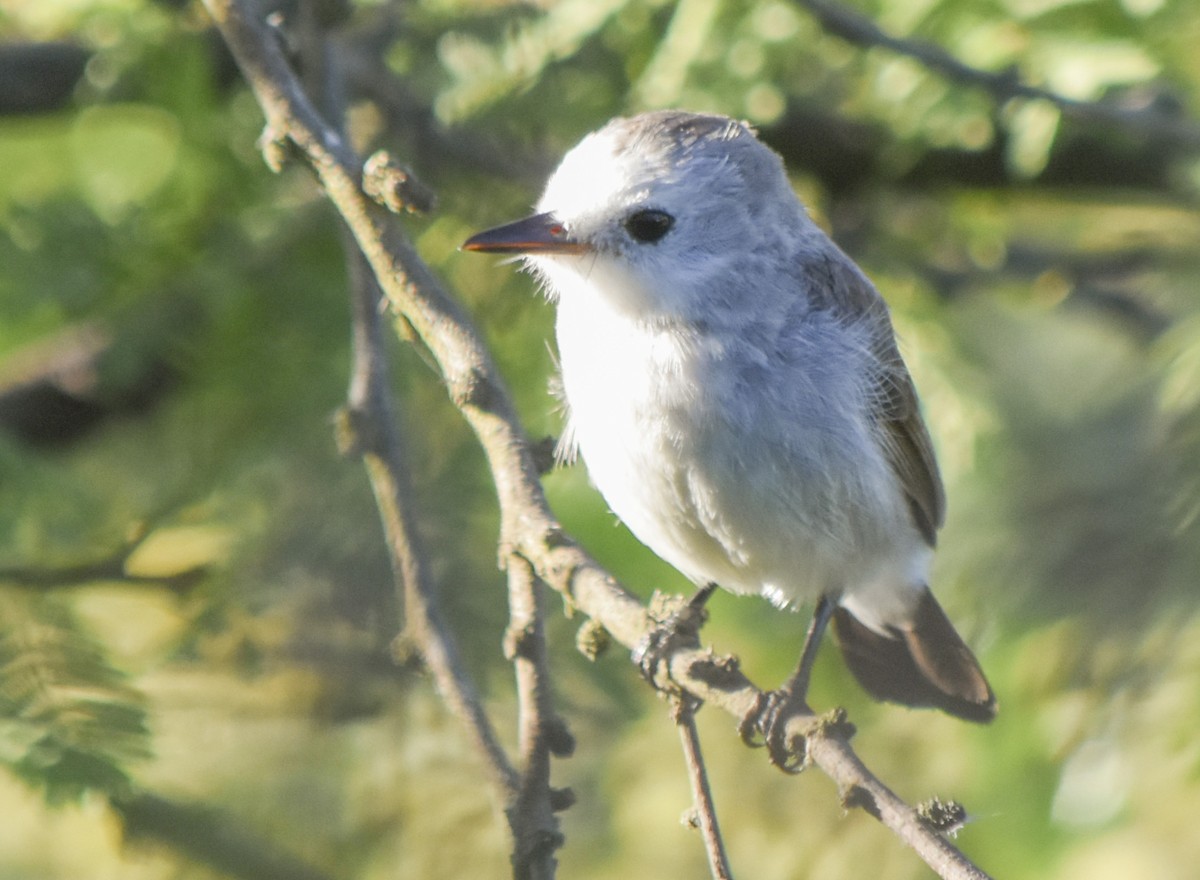 White-headed Marsh Tyrant - ML308759561