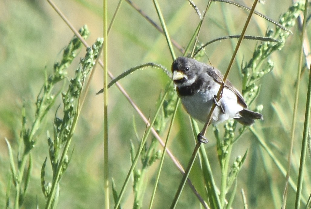 Double-collared Seedeater - ML308761261