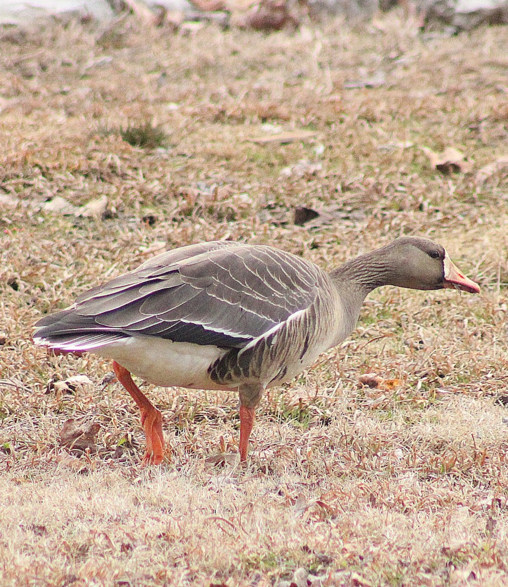 Greater White-fronted Goose - Jeremy Dotson