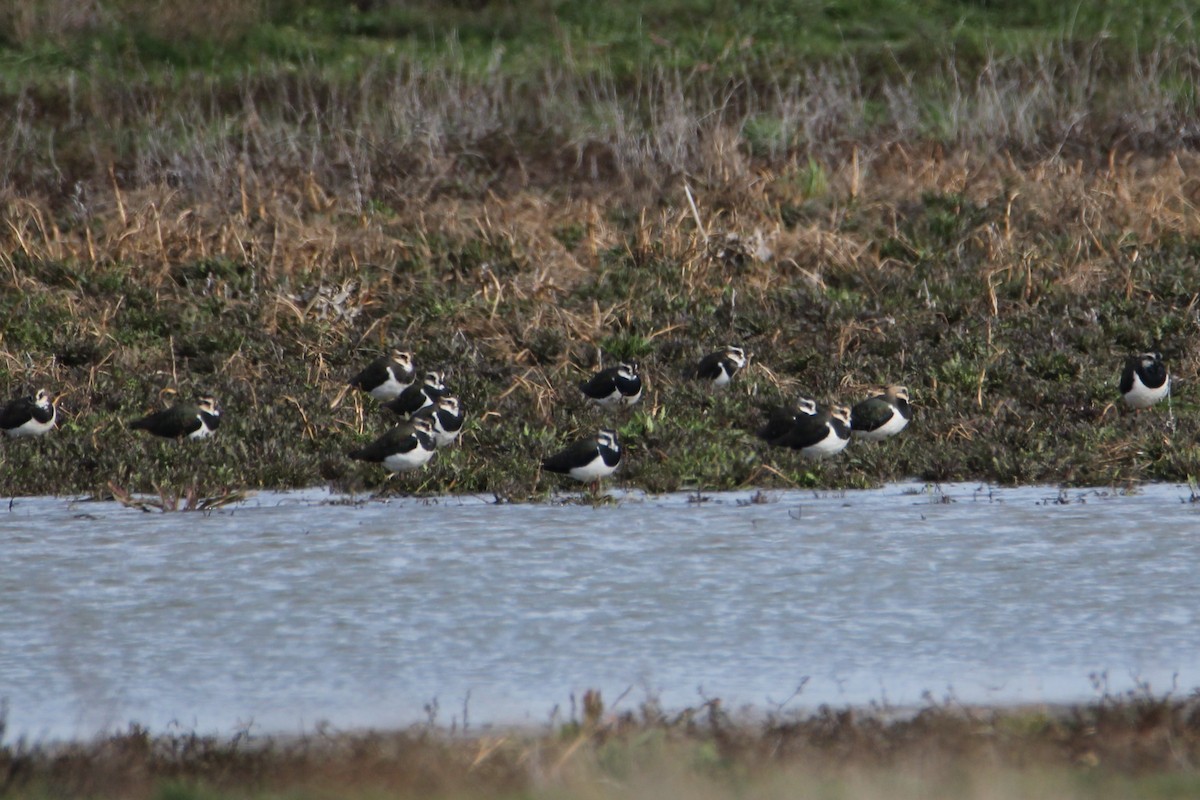 Northern Lapwing - ML308768411