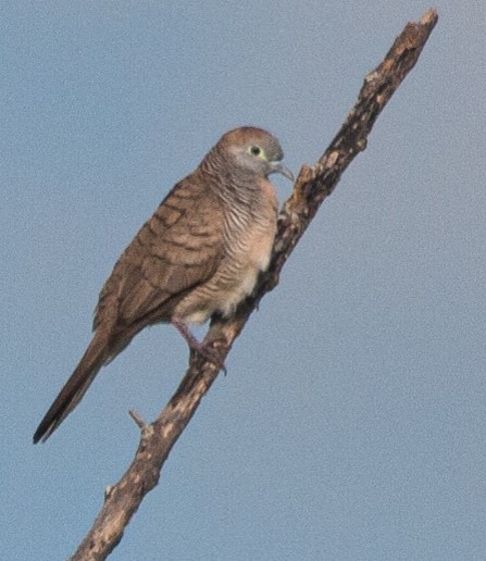 Zebra Dove - ML308768511