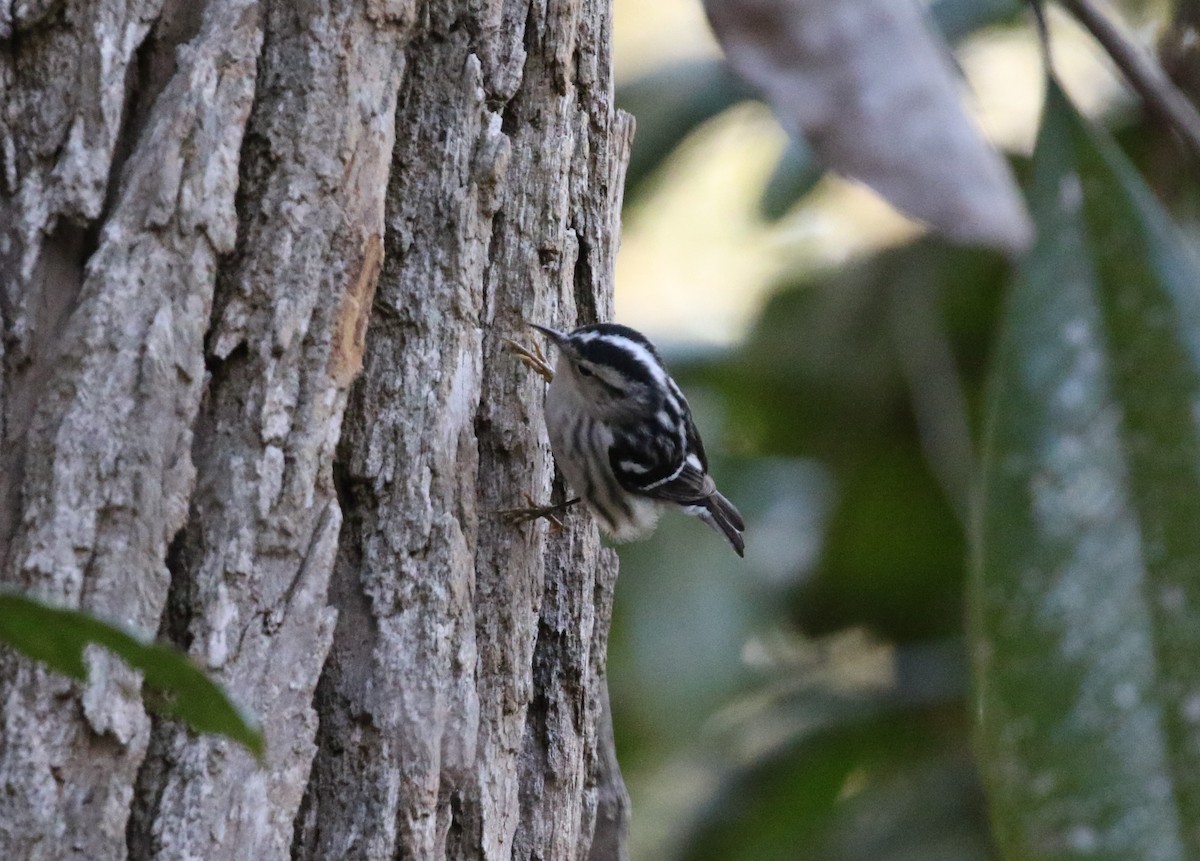Black-and-white Warbler - ML308768741