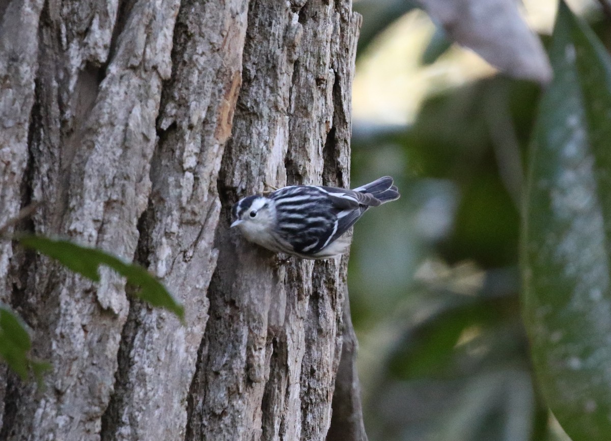 Black-and-white Warbler - ML308768801