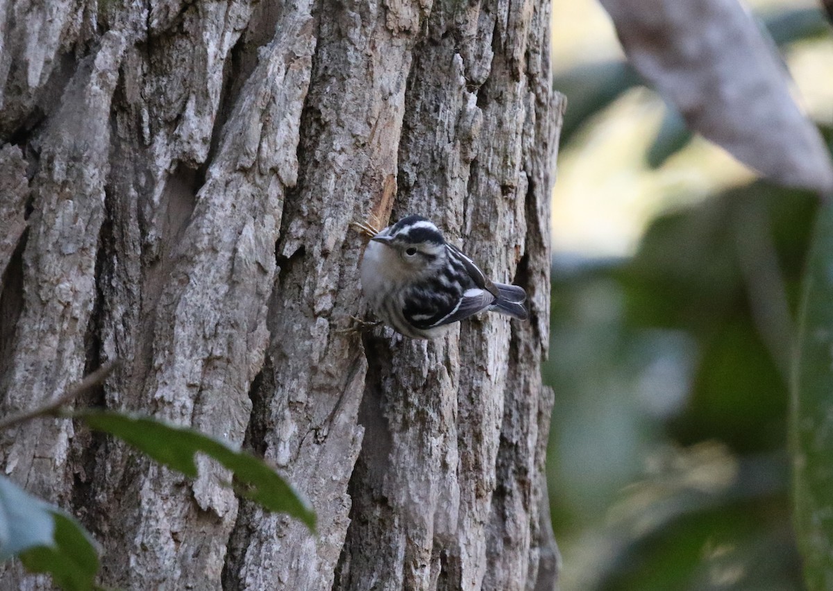 Black-and-white Warbler - ML308768821