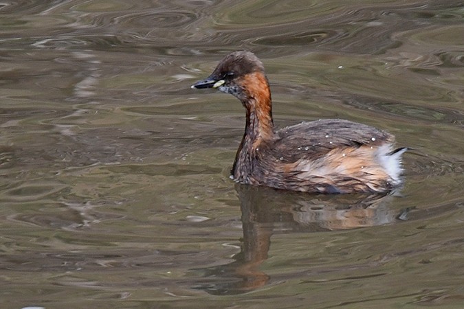 Little Grebe - ML308768841