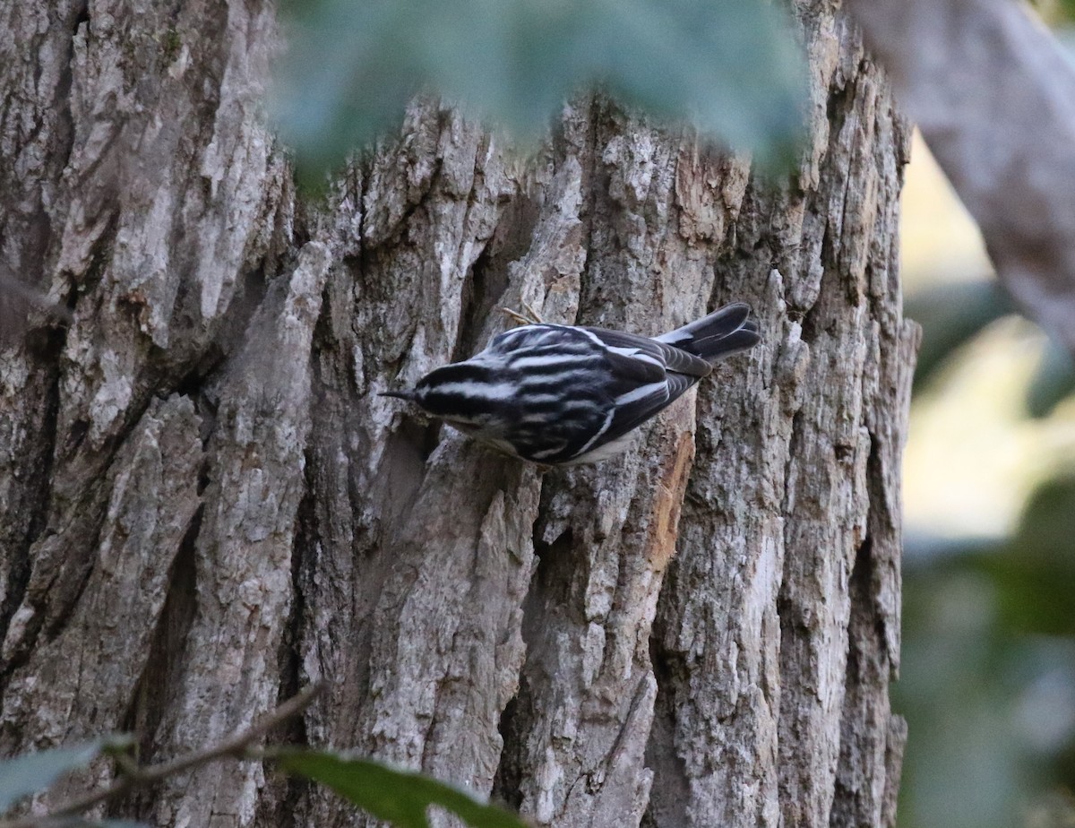 Black-and-white Warbler - ML308768951