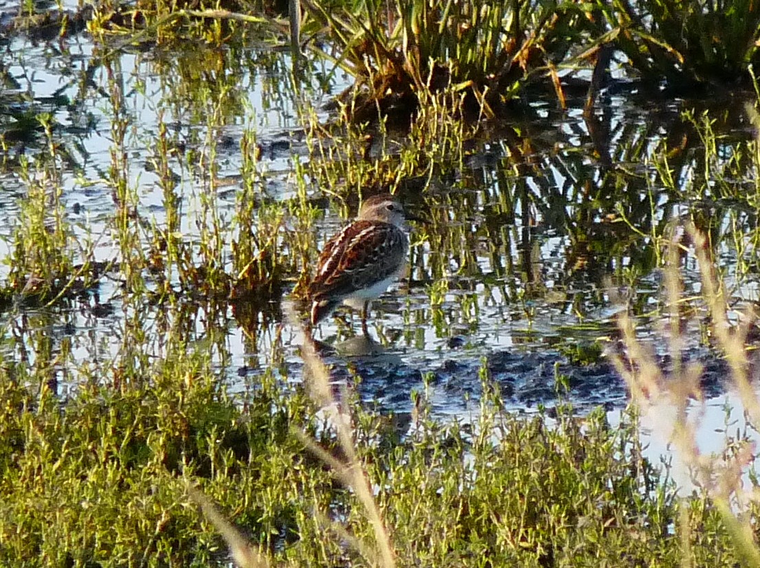 Least Sandpiper - ML308769201
