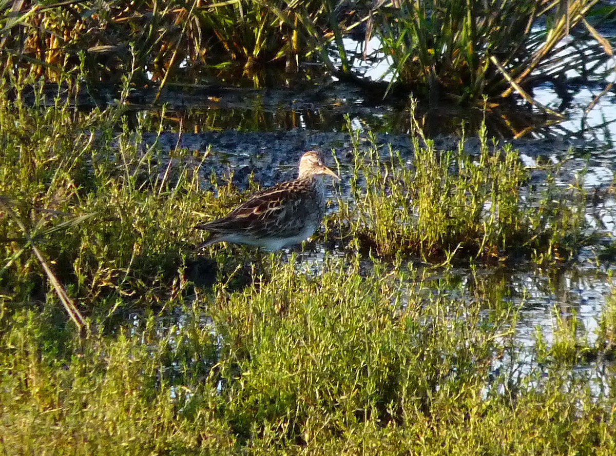 Pectoral Sandpiper - ML308769231