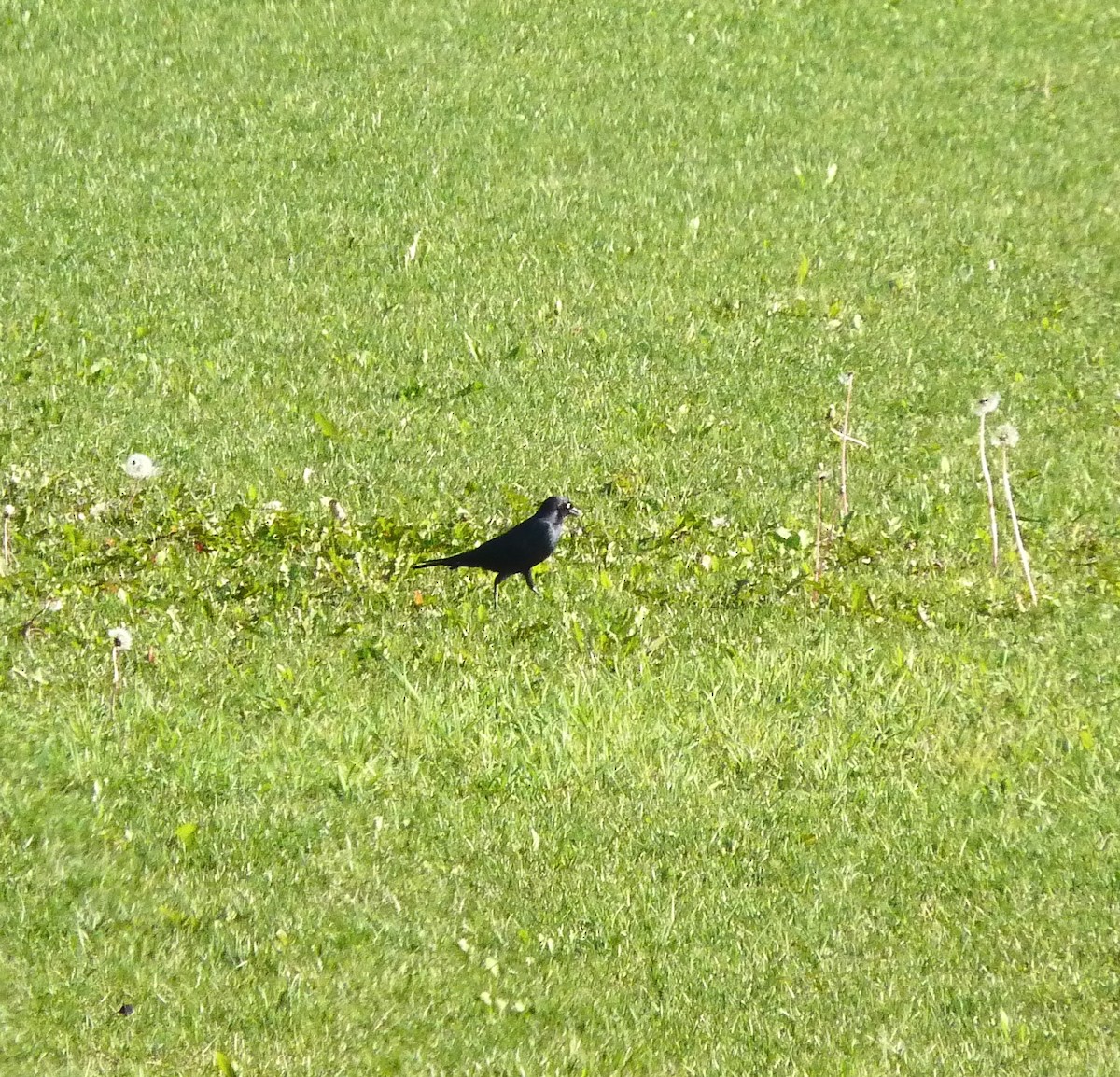 Brewer's Blackbird - ML308769261