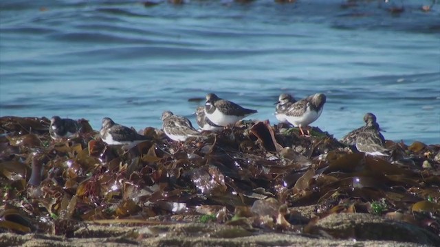 Ruddy Turnstone - ML308769981