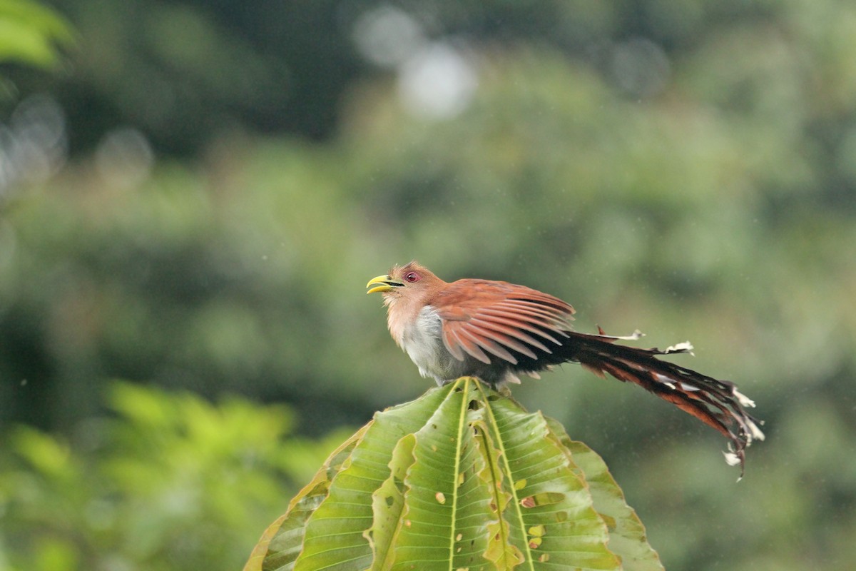 Squirrel Cuckoo - ML308771041