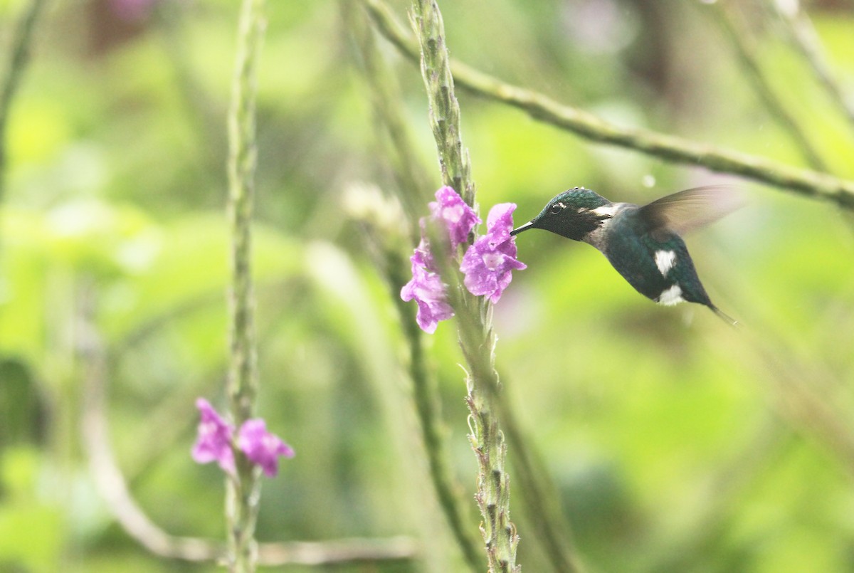 Colibri d'Héliodore - ML308771911