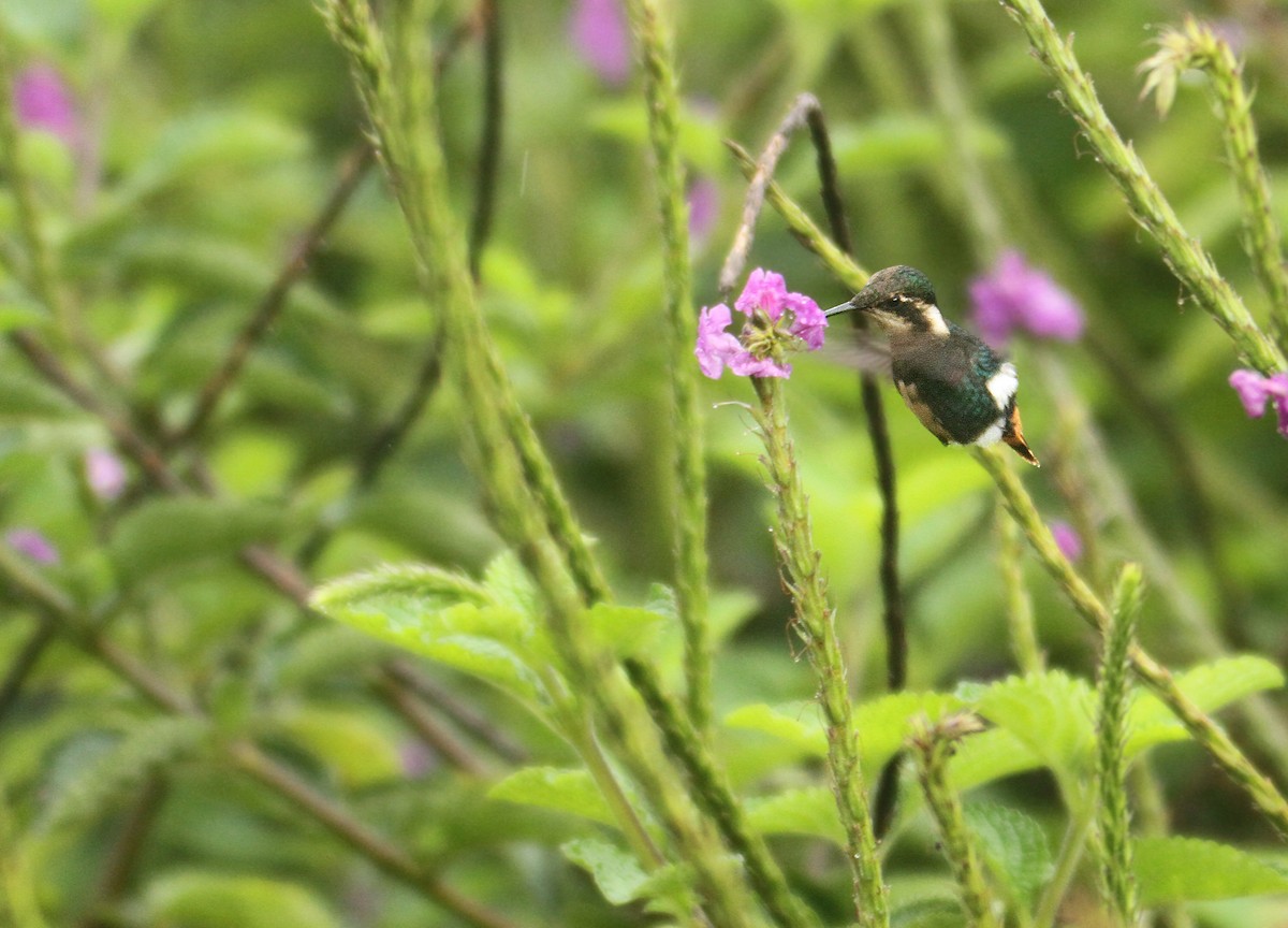 Colibri d'Héliodore - ML308771931