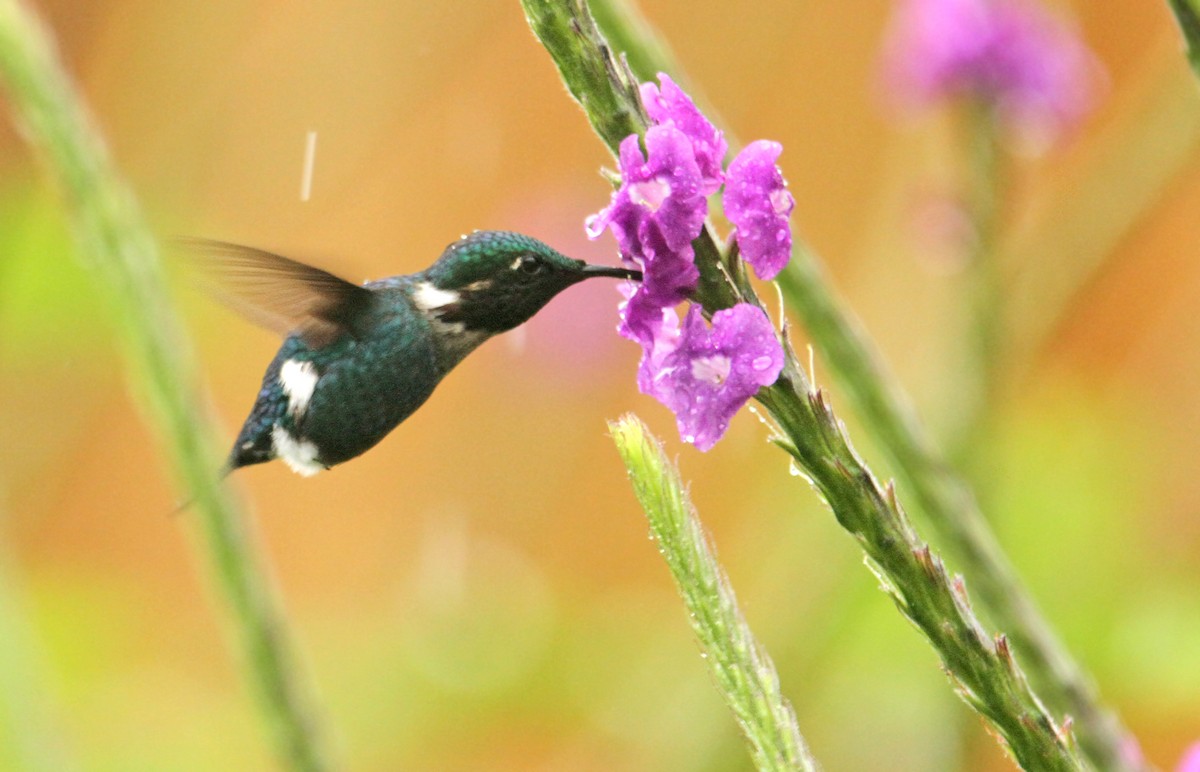 Colibrí de Heliodoro - ML308771951