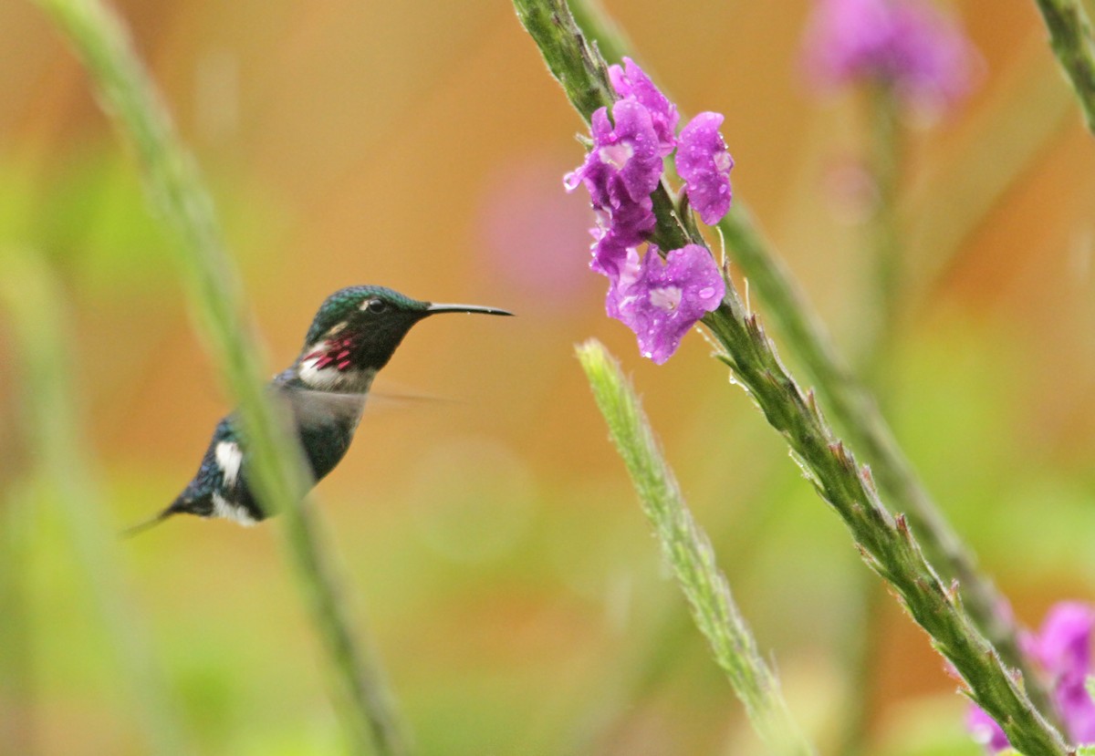 Colibrí de Heliodoro - ML308771961