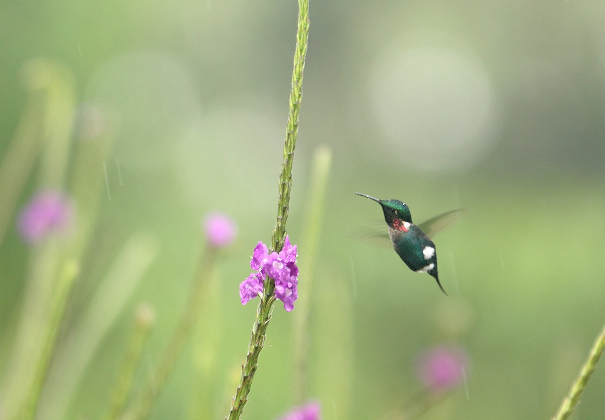 Colibri d'Héliodore - ML308772061