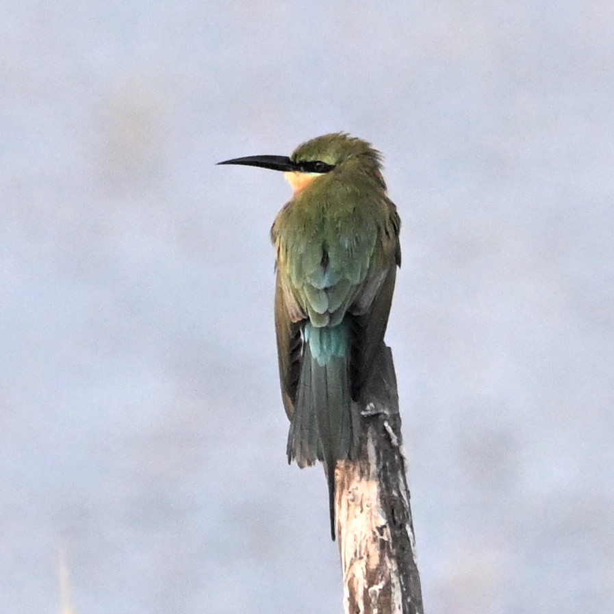 Blue-tailed Bee-eater - Anil Nair
