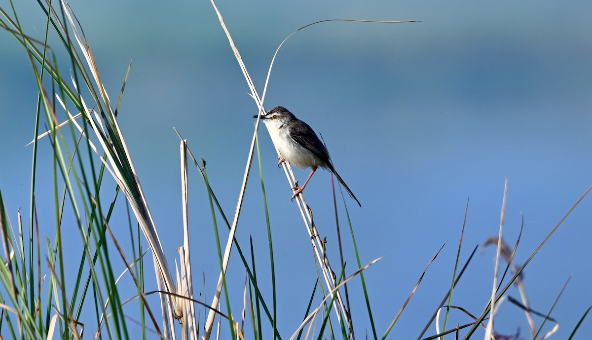 Prinia simple - ML308772741