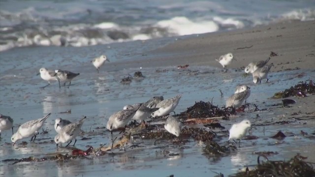 Sanderling - ML308772761