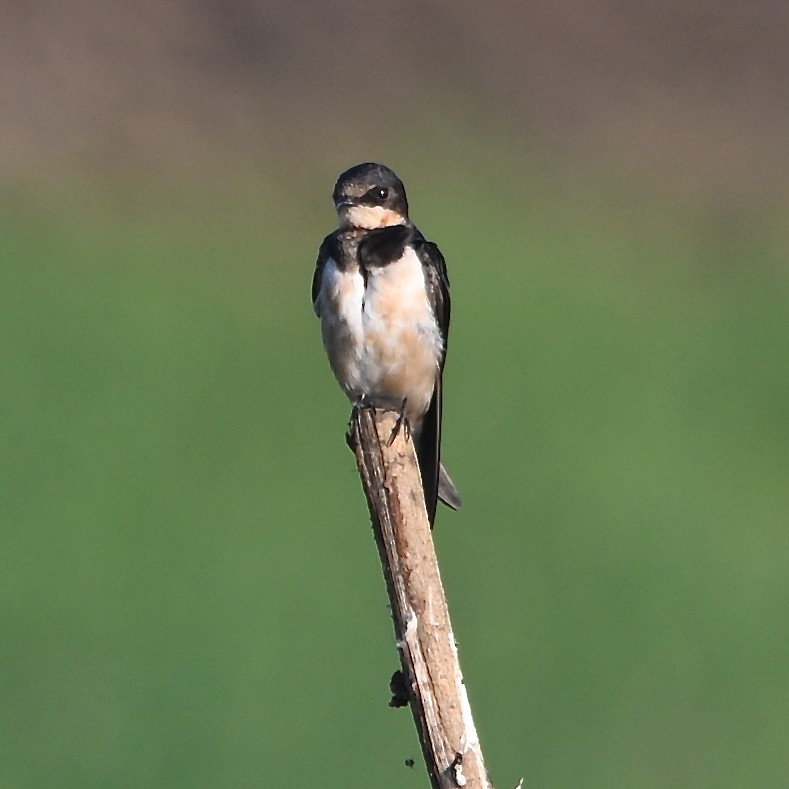Barn Swallow - ML308772821