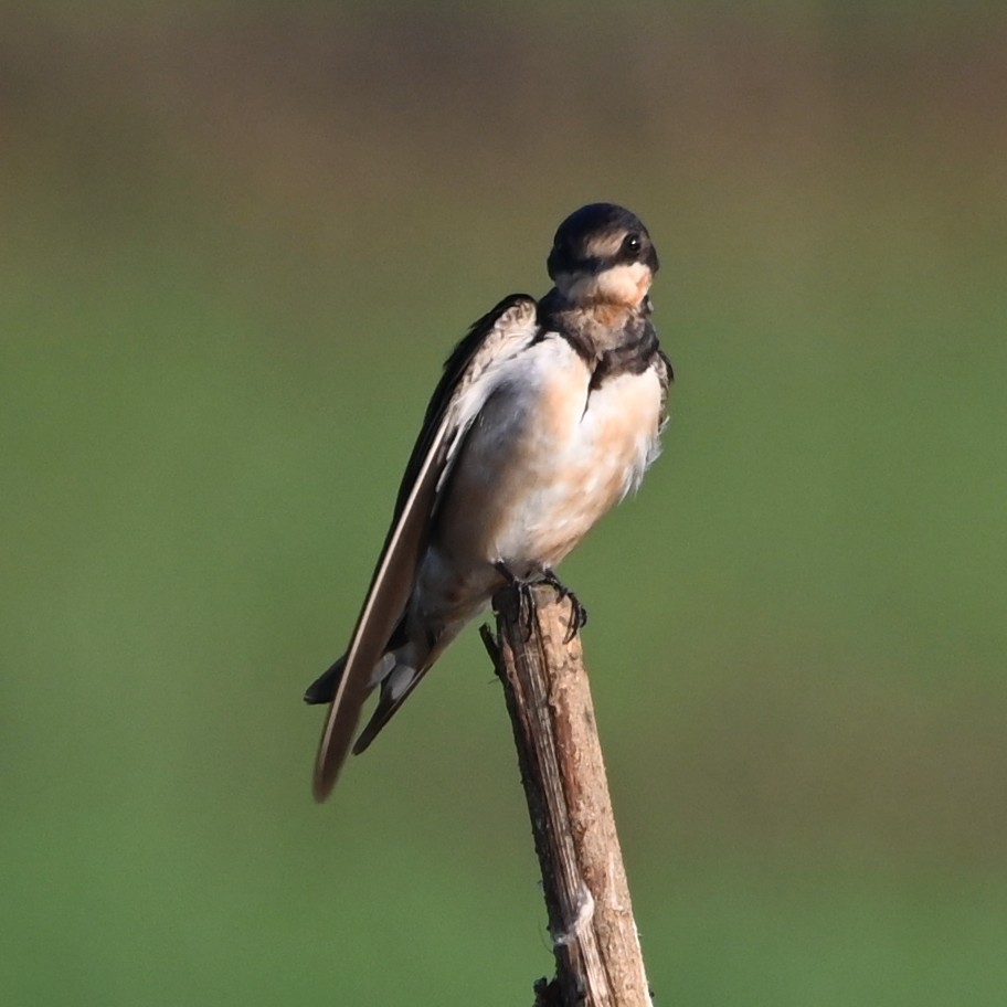 Barn Swallow - ML308772831