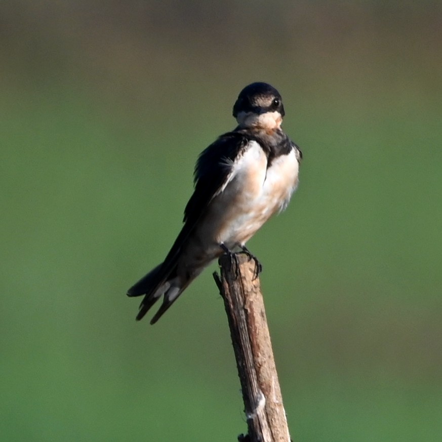 Barn Swallow - ML308772841