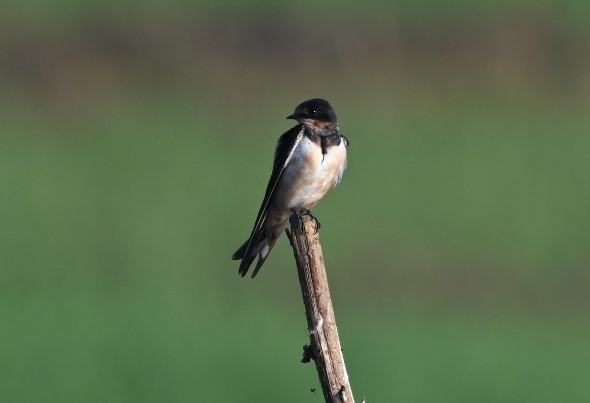 Barn Swallow - ML308772851