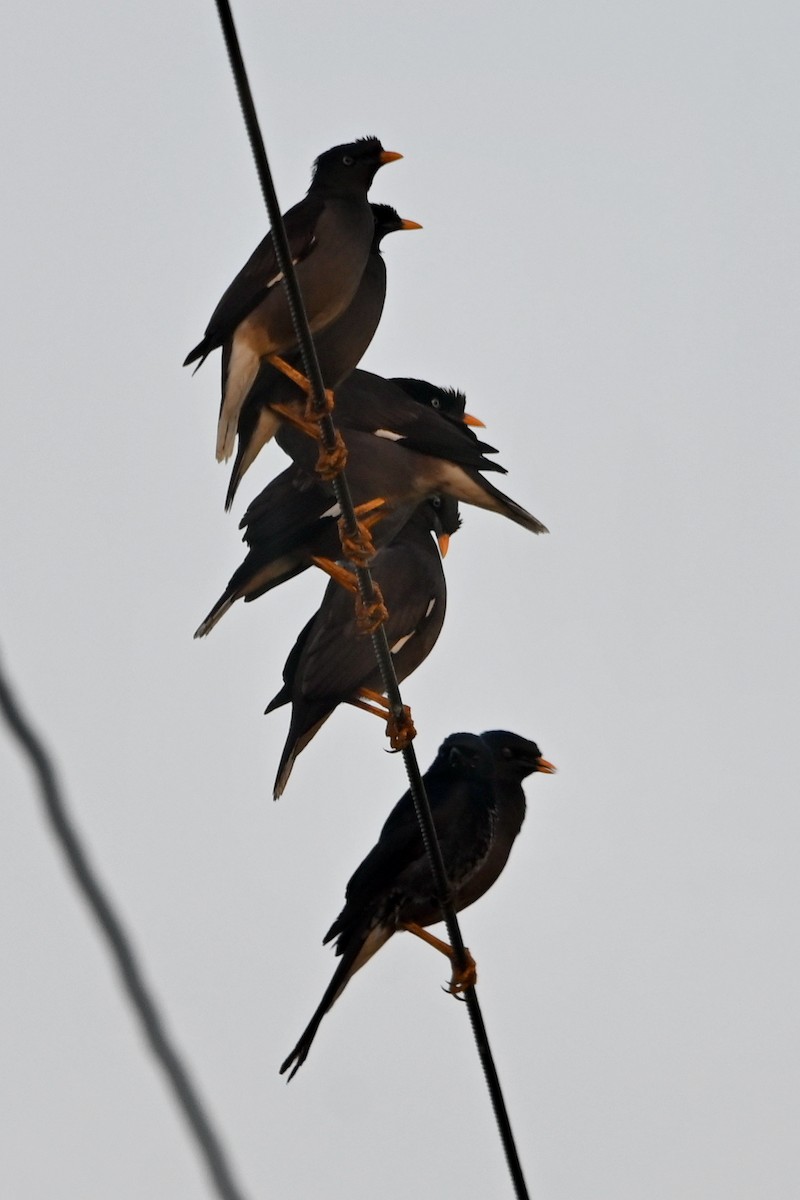 Jungle Myna - ML308772921