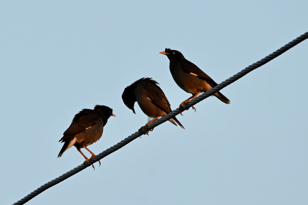 Jungle Myna - ML308772931