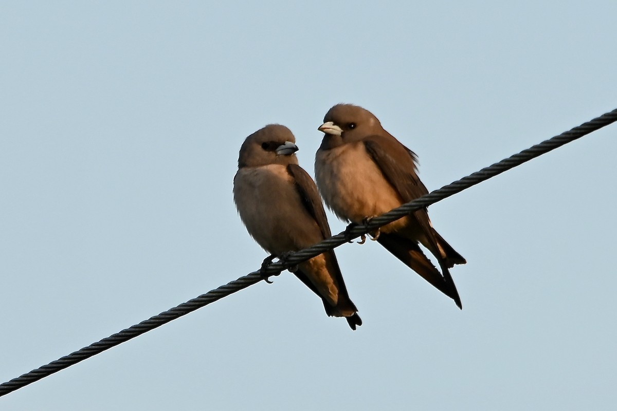 Ashy Woodswallow - ML308773031