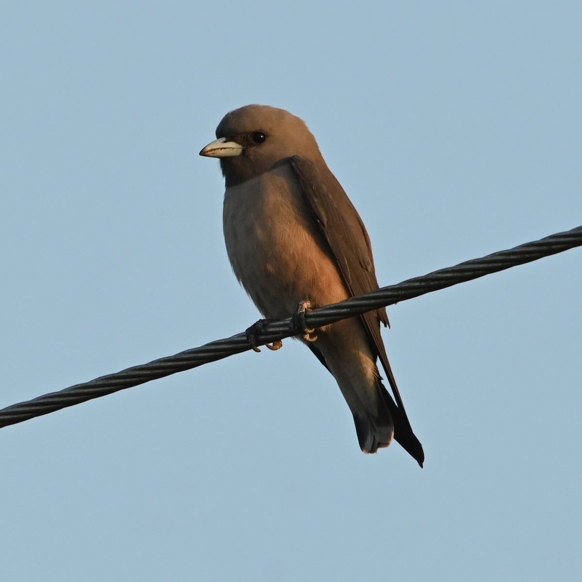 Ashy Woodswallow - ML308773051