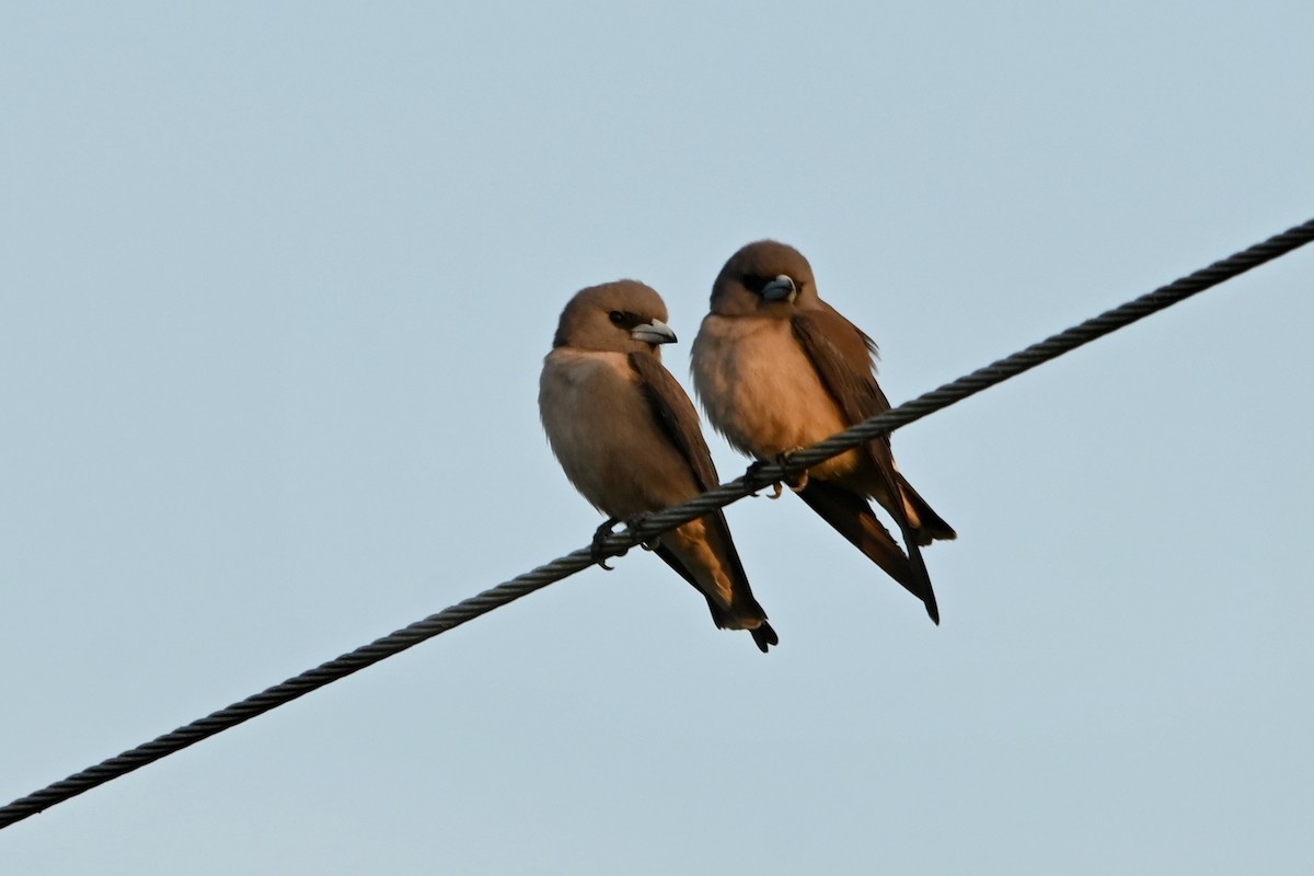 Ashy Woodswallow - ML308773061