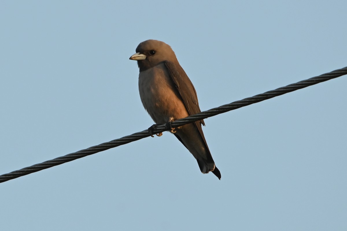 Ashy Woodswallow - ML308773081