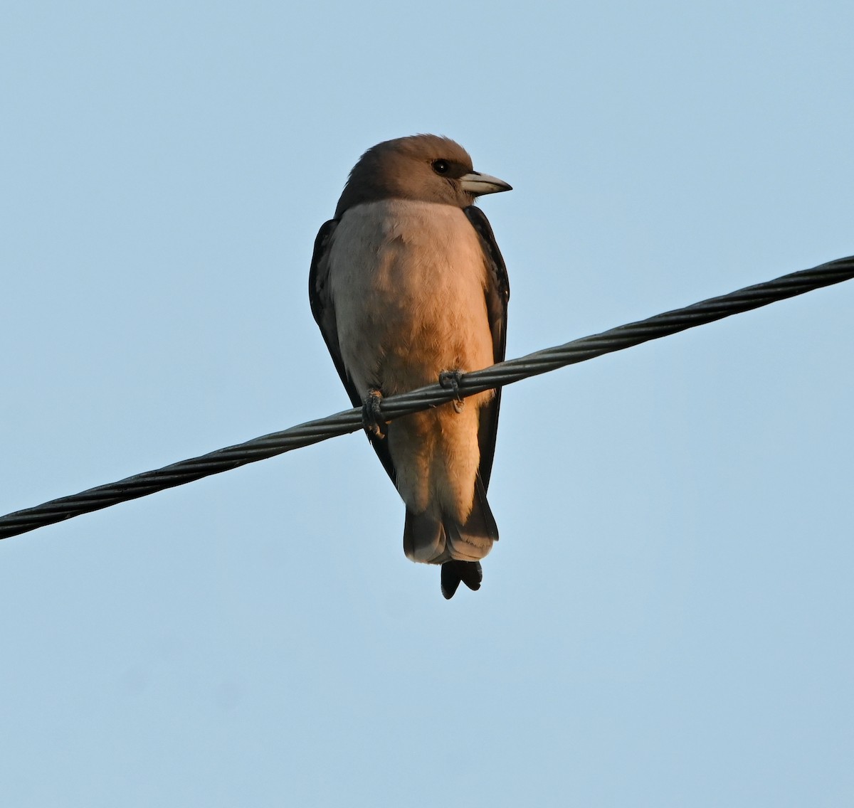 Ashy Woodswallow - ML308773091