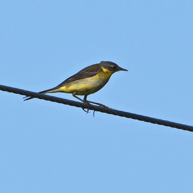 Western Yellow Wagtail - ML308773231